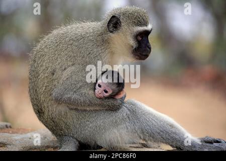 Singe vervet (Chlorocebus pygerythrus), femelle adulte avec jeune, Kruger Nationalpark, Afrique du Sud, Afrique Banque D'Images