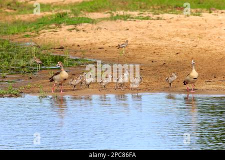 Oies égyptiennes (Alopochen aegyptiacus), parents avec des jeunes, Réserve de gibier de sable de Sabi, Parc national Kruger, Afrique du Sud, Afrique Banque D'Images