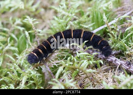 Cateroillar de la teigne du renard, Macrothylacia rubi Banque D'Images