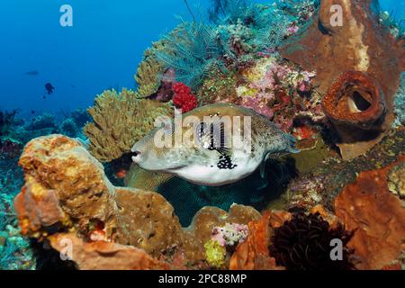 Puffeur de cartes (Arothron mappa), aussi mappa pufferfish, dans le récif de corail, le lac Sahu, l'océan Pacifique, Parc national de Komodo, site classé au patrimoine mondial de l'UNESCO, Lesser Banque D'Images