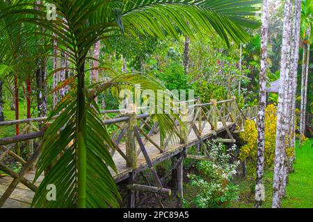 Malaisie, Sabah, Sepilok, Jungle Resort, Banque D'Images