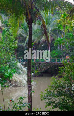 Malaisie, Sabah, Sepilok, Jungle Resort, Banque D'Images