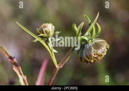 Hochement de tête Bur-Marigold, Bidens cernua, également connu sous le nom de hochement de tête, plante sauvage de Finlande Banque D'Images
