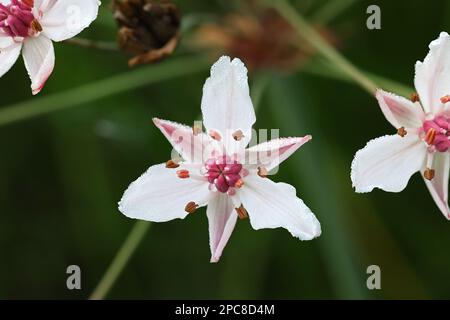 Floraison Rush, Butomus umbellatus, également connu sous le nom de Grass Rush ou Water gladiolus, plante aquatique sauvage de Finlande Banque D'Images