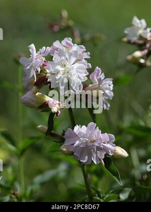 Soapwort, Saponaria officinalis, également connu sous le nom de savon de corbeau, William sauvage doux ou soapweed, plante sauvage de Finlande Banque D'Images