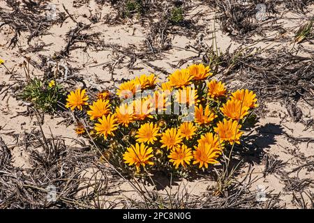 Namaqualand Gazania 11387 Banque D'Images