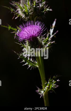 Fond noir et accent bokeh beau portrait de fleur de chardon violet à Ochlockonee River State Park près de Tallahassee, Floride, États-Unis Banque D'Images