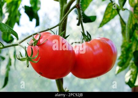 Tomates. Tomates écartées mûres sur une branche de la serre Banque D'Images