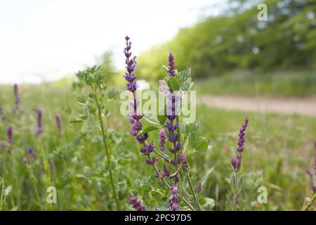 Fleurs violettes de sauge des bois, sauge commune avec papillon dans le jardin. L'été et le printemps. Banque D'Images