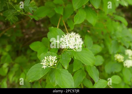 Les fleurs blanches de bois de chien font confiance dans le jardin. L'été et le printemps. Banque D'Images