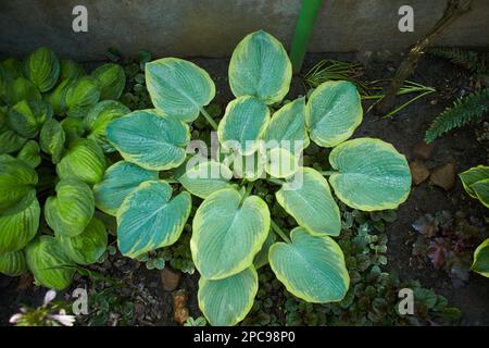 Plantain de lis ou de plantes à feuillage Hosta avec fleurs blanches. HostA, fleur dans le jardin, plante ornementale à fleurs avec de belles feuilles luxuriantes. Photo dans Banque D'Images