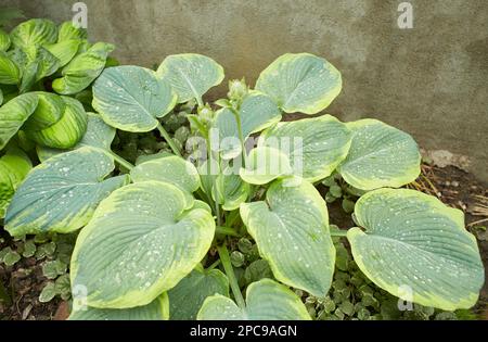 Plantain de lis ou de plantes à feuillage Hosta avec fleurs blanches. HostA, fleur dans le jardin, plante ornementale à fleurs avec de belles feuilles luxuriantes. Photo dans Banque D'Images