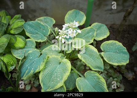 Plantain de lis ou de plantes à feuillage Hosta avec fleurs blanches. HostA, fleur dans le jardin, plante ornementale à fleurs avec de belles feuilles luxuriantes. Photo dans Banque D'Images