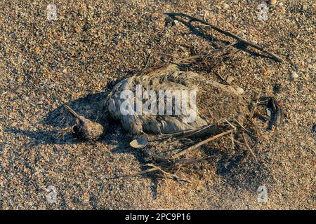 Ces oiseaux sont morts sur le lac Sivash lors de la migration d'automne 2022 (photographie de printemps) de la grippe aviaire. Grebe à col noir (Podiceps caspicus) Banque D'Images