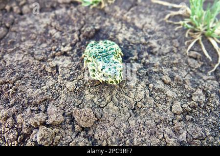 Un jeune crapaud vert européen (crapaud variable, Bufo viridis) sur terre sèche. Coloration assimilable (pas dans ce cas) et sécrétions toxiques sur la peau. Op Banque D'Images