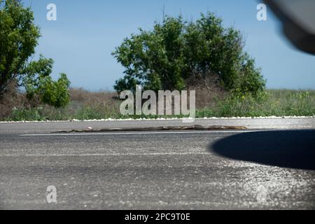 Le serpent sur la route est toujours cadavre. L'homme n'aime pas les serpents, leur meurtre intentionnel par les conducteurs. ('fuir de la face du serpent; pour si vous appro Banque D'Images