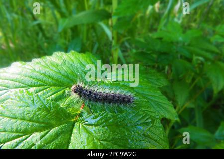 La spongieuse de pain d'épice (Lymantria dispar) caterpillar - Moth donne des épidémies massives de reproduction dans les pays du monde comme organisme de quarantaine, herbivorou Banque D'Images