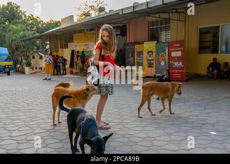 Bangalore, Inde - 10.01.2023: Chiens de rue dans l'ashram indien jouant autour avec la fille. Photo de haute qualité Banque D'Images