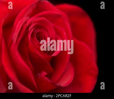 Une rose rouge rêveuse sur un fond noir Banque D'Images