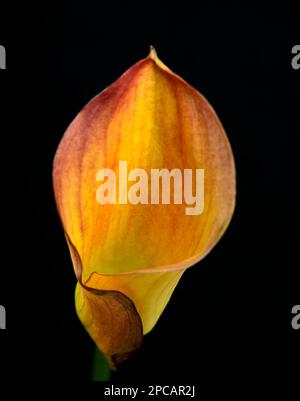 Calla Lily, jaune et orange, se ferme sur fond noir Banque D'Images