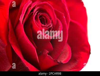 Une rose rouge de gros plan sur un fond blanc Banque D'Images