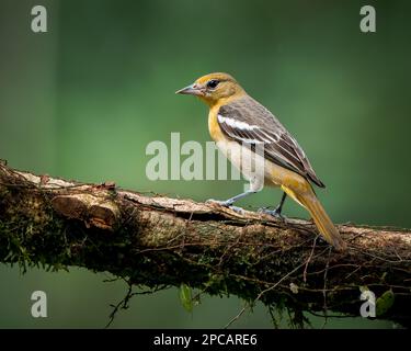 Femelle Balitmore Oriole (Icterus galbula) perchée sur une branche d'arbre au Costa Rica Banque D'Images