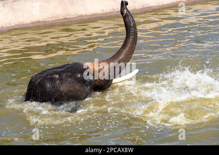 11 mars 2023, Sydney, Nouvelle-Galles du Sud, Australie : Eléphant asiatique (Elepha maximus), bain au zoo de Sydney, Sydney, Nouvelle-Galles du Sud, Australie. L'éléphant d'Asie est le plus grand mammifère terrestre du continent asiatique. Ils habitent des habitats de forêts et de prairies secs à humides dans 13 pays de l'aire de répartition couvrant l'Asie du Sud et du Sud-est. L'éléphant d'Asie est classé comme étant en danger d'extinction par l'UICN. Il reste entre 36 000 et 52 000 éléphants sauvages d'Asie, et environ 16 000 éléphants d'Asie sont gardés en captivité dans 11 pays d'Asie. En Asie, les humains ont eu des associations étroites avec l'éléphan Banque D'Images