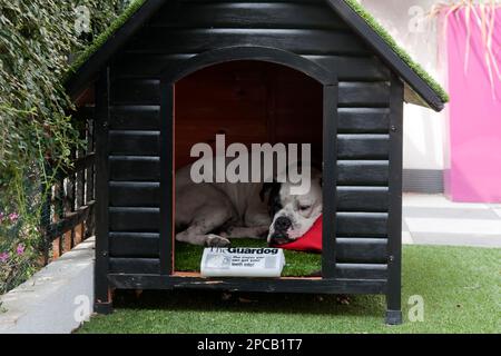 Jeune chien de taureau Old Tyme dans un chenil Banque D'Images