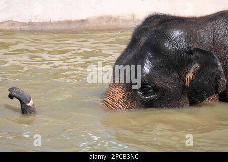 11 mars 2023, Sydney, Nouvelle-Galles du Sud, Australie : Eléphant asiatique (Elepha maximus), bain au zoo de Sydney, Sydney, Nouvelle-Galles du Sud, Australie. L'éléphant d'Asie est le plus grand mammifère terrestre du continent asiatique. Ils habitent des habitats de forêts et de prairies secs à humides dans 13 pays de l'aire de répartition couvrant l'Asie du Sud et du Sud-est. L'éléphant d'Asie est classé comme étant en danger d'extinction par l'UICN. Il reste entre 36 000 et 52 000 éléphants sauvages d'Asie, et environ 16 000 éléphants d'Asie sont gardés en captivité dans 11 pays d'Asie. En Asie, les humains ont eu des associations étroites avec l'éléphan Banque D'Images