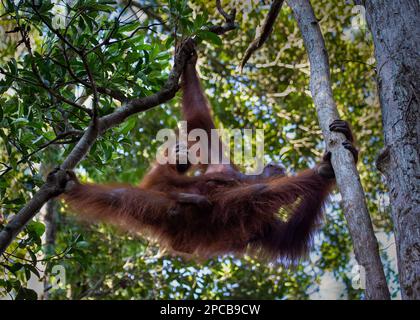 L'orang-outan femelle avec bébé Banque D'Images