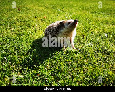 Petit mignon hérisson domestique marchant et jouant sur l'herbe Banque D'Images