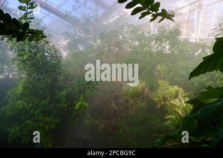 Plantes tropicales dans la glasshouse Elemy Armstrong Smith au jardin botanique de Cleveland. Banque D'Images