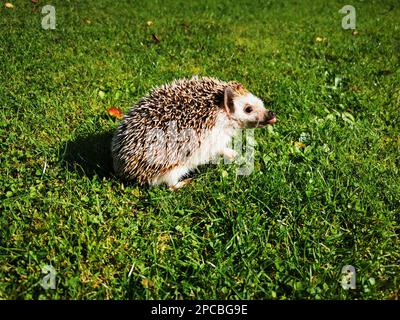 Petit mignon hérisson domestique marchant et jouant sur l'herbe Banque D'Images