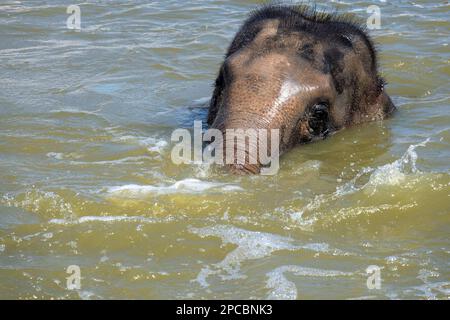 11 mars 2023, Sydney, Nouvelle-Galles du Sud, Australie : Eléphant asiatique (Elepha maximus), bain au zoo de Sydney, Sydney, Nouvelle-Galles du Sud, Australie. L'éléphant d'Asie est le plus grand mammifère terrestre du continent asiatique. Ils habitent des habitats de forêts et de prairies secs à humides dans 13 pays de l'aire de répartition couvrant l'Asie du Sud et du Sud-est. L'éléphant d'Asie est classé comme étant en danger d'extinction par l'UICN. Il reste entre 36 000 et 52 000 éléphants sauvages d'Asie, et environ 16 000 éléphants d'Asie sont gardés en captivité dans 11 pays d'Asie. En Asie, les humains ont eu des associations étroites avec l'éléphan Banque D'Images