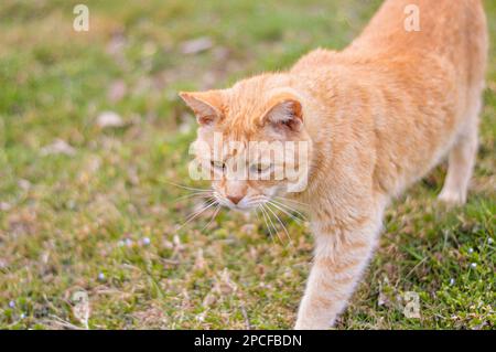 orange chat (citrouille) marchant dans un champ d'herbe Banque D'Images