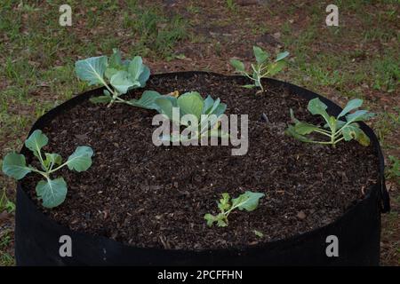 Culture de légumes dans des pots de retour à l'essentiel, plantes de chou, légumes! Banque D'Images