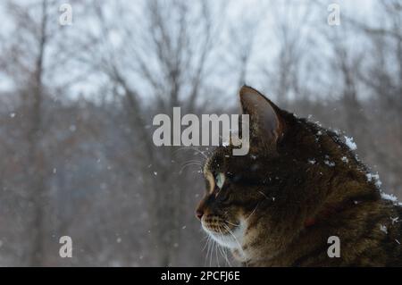 Gros plan de neige tombant sur la tête des chats en hiver canadien Banque D'Images