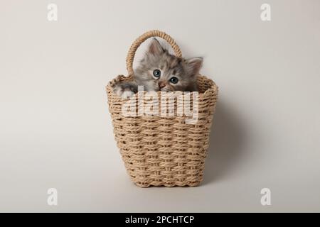 Adorable chaton dans un panier en osier sur fond clair Banque D'Images