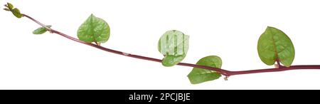 plante grimpante d'épinards malabar ou ceylan isolée sur fond blanc, basella alba, aka vigne ou épinards indiens, herbe médicinale tropicale Banque D'Images