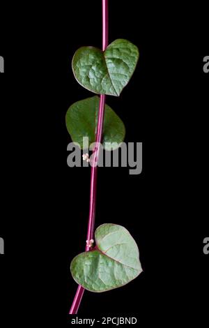 plante grimpante d'épinards malabar ou ceylan isolée sur fond noir, basella alba, aka vigne ou épinards indiens, herbe médicinale tropicale Banque D'Images