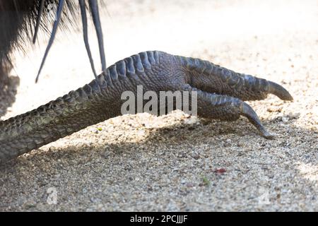 Gros plan d'un pied de casserole double waddled Banque D'Images