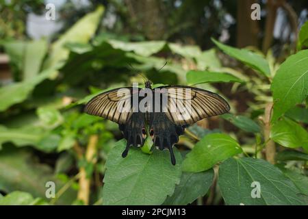 Grand papillon assis sur une feuille Banque D'Images