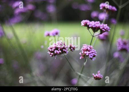 Jolies fleurs de Verbena violettes Banque D'Images