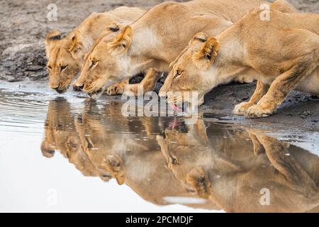 Une fierté de lion, Panther Leo, buvant dans un trou d'eau dans le parc national de Hwange au Zimbabwe. Banque D'Images