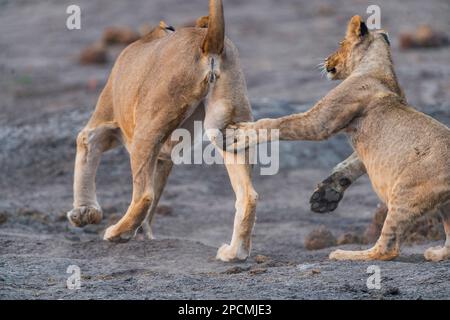 Lions espiègles vus dans le parc national de Hwange au Zimbabwe. Banque D'Images