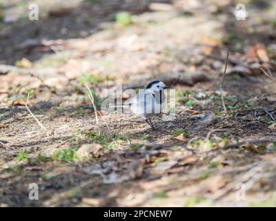 Wagtail se trouve sur le sol avec un magnifique arrière-plan flou. La queue de cheval est un genre, Motacilla, d'oiseaux de sérine de la famille des Motacillidae. Banque D'Images