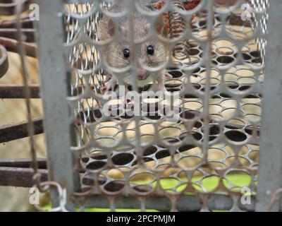 Rat en cage mousetrap , souris trouvant un moyen d'être confiné, trappage et enlèvement des rongeurs qui causent Banque D'Images