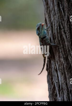 Tree Agama (Acanthocercus atricollis) Parc national de Marakele, Afrique du Sud Banque D'Images