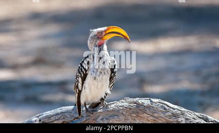 Hornbill à bec jaune du Sud (Tockus leucomelas) Parc transfrontalier Kgalagadi, Afrique du Sud Banque D'Images