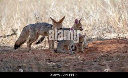 Cape Fox (Vulpes chama) Parc transfrontalier Kgalagadi, Afrique du Sud Banque D'Images